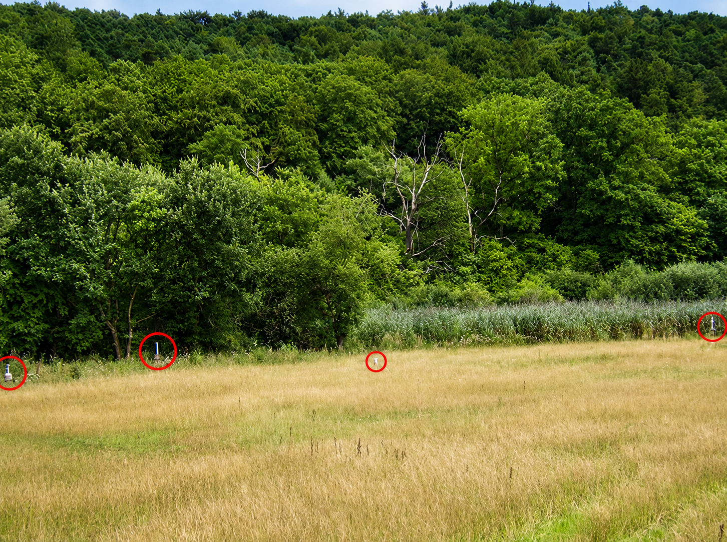 Messstellengalerie im Abstrom eines Grundwasserschadens – vier Grundwasser-Messstellen in einer Wiese vor Wald