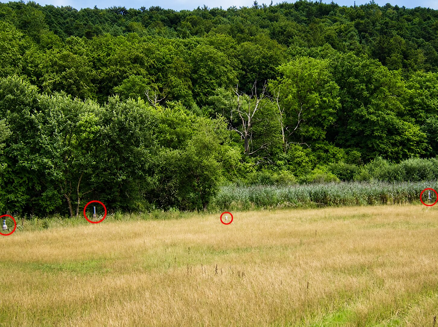 Messstellengalerie im Abstrom eines Grundwasserschadens – vier Grundwasser-Messstellen in einer Wiese vor Wald